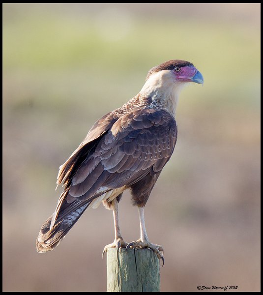 _5SB8219 crested caracara.jpg